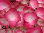 DSCN1294